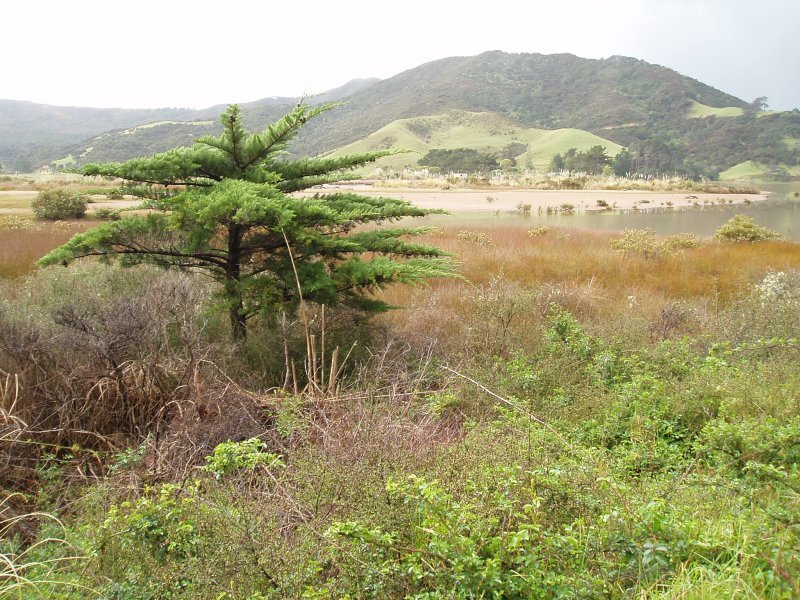 Cupressus macrocarpa Hartw.