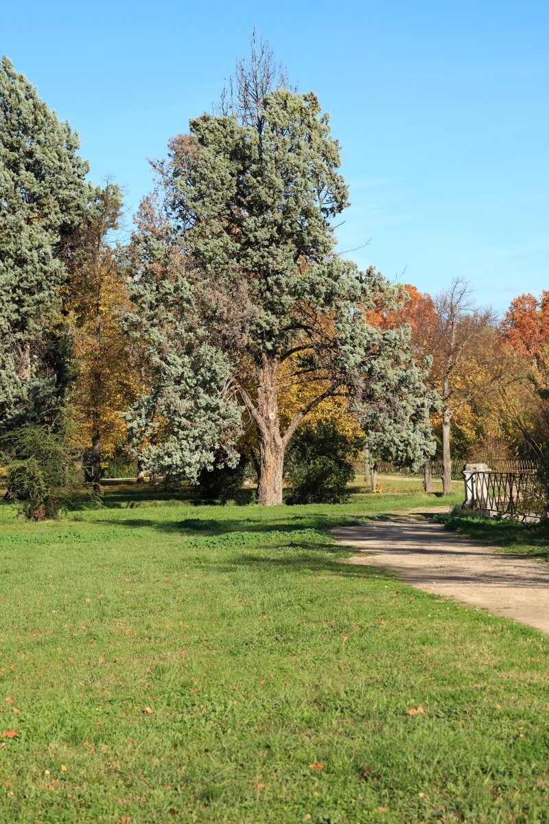 Cupressus sempervirens L