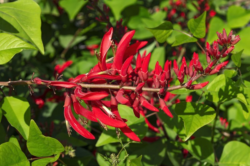 Erythrina corallodendron L