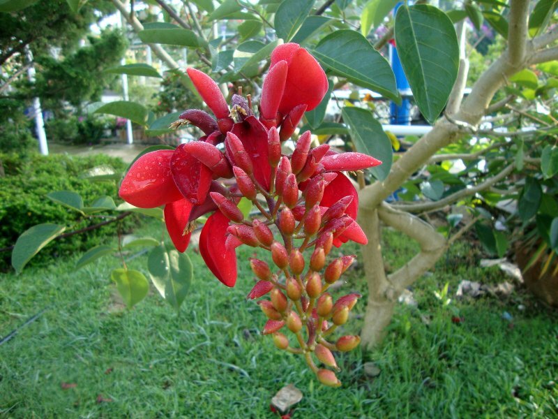 Erythrina crista-galli L