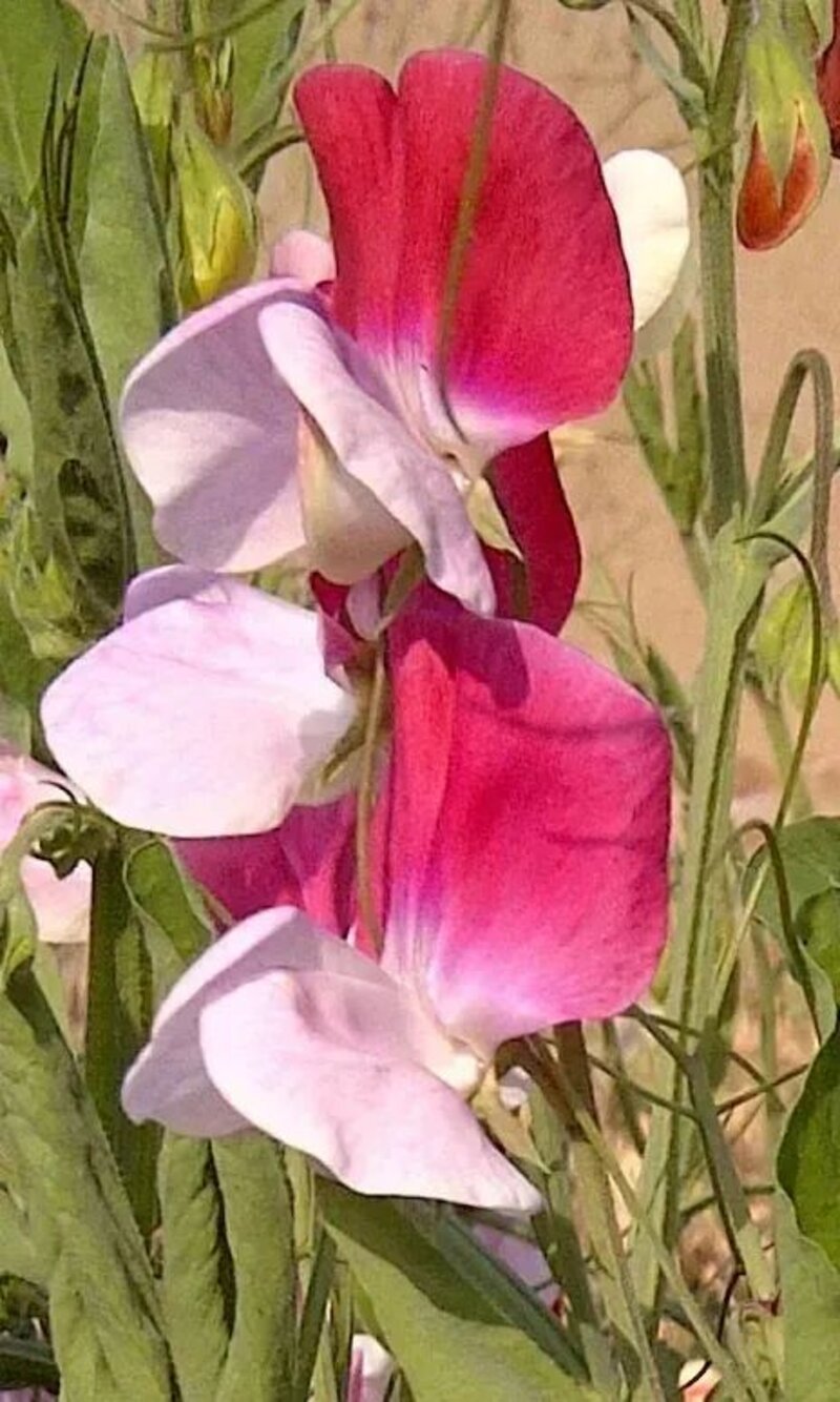 Lathyrus odoratus