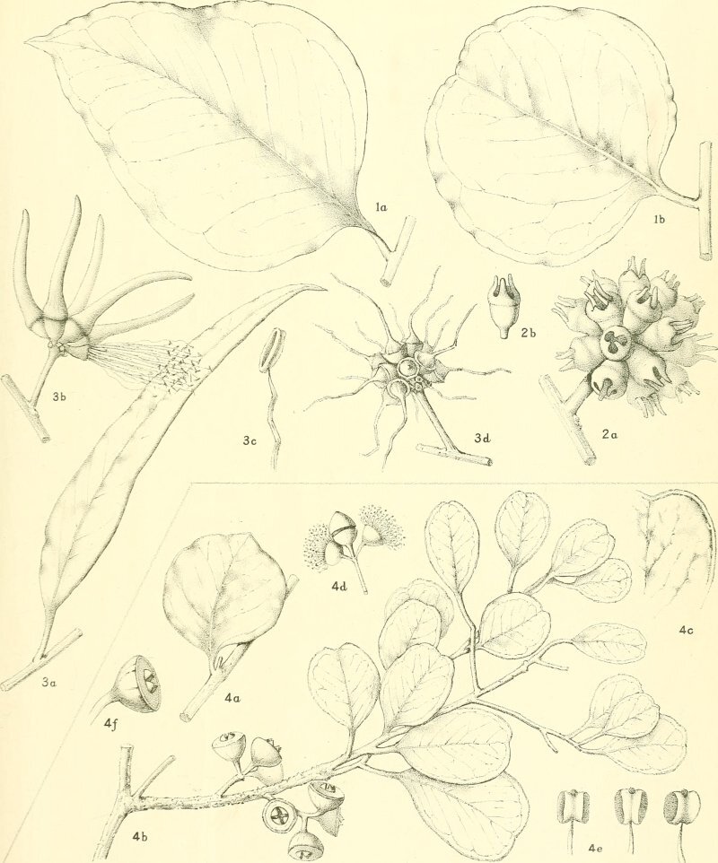 Eucalyptus cornuta Labill