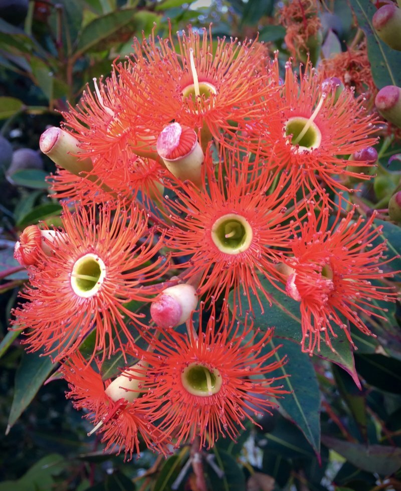 Corymbia ficifolia
