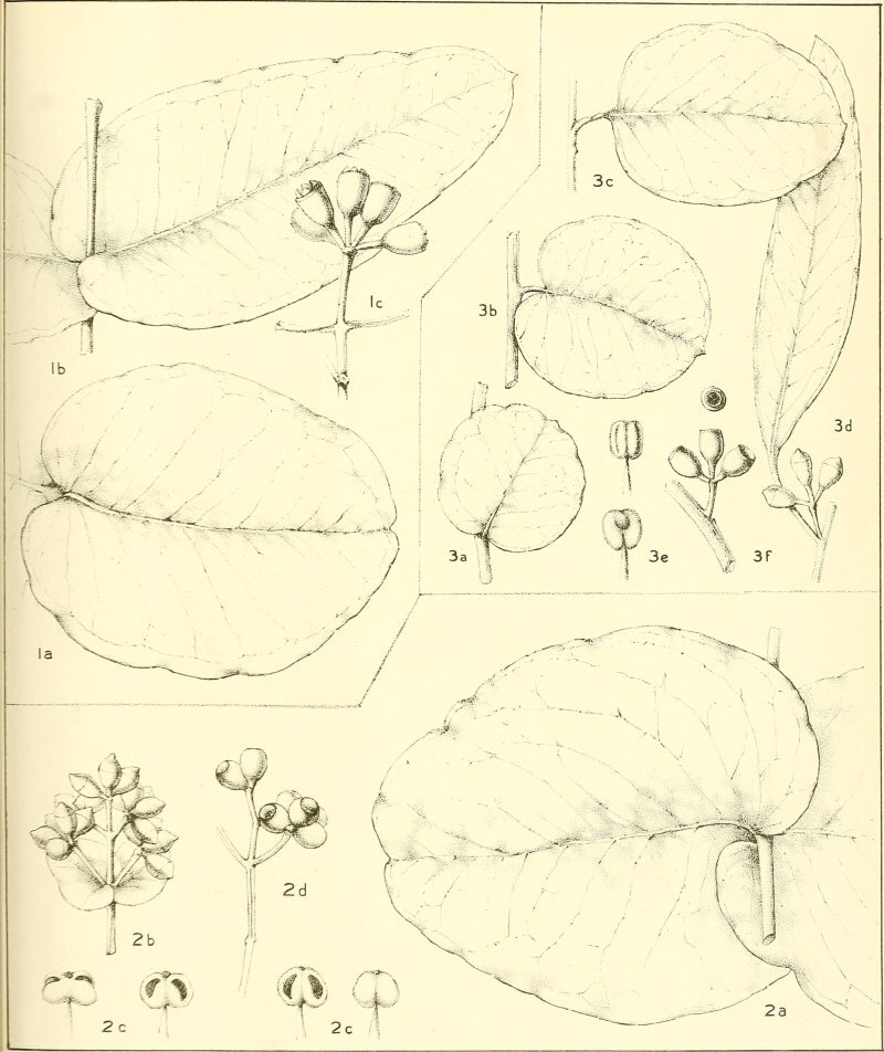 Eucalyptus gunnii Hook. f