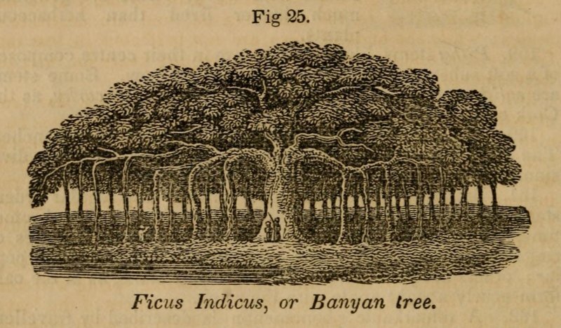 Ficus benghalensis L