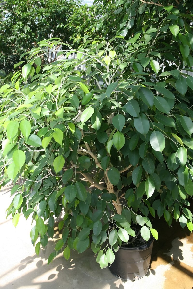 Ficus benjamina L
