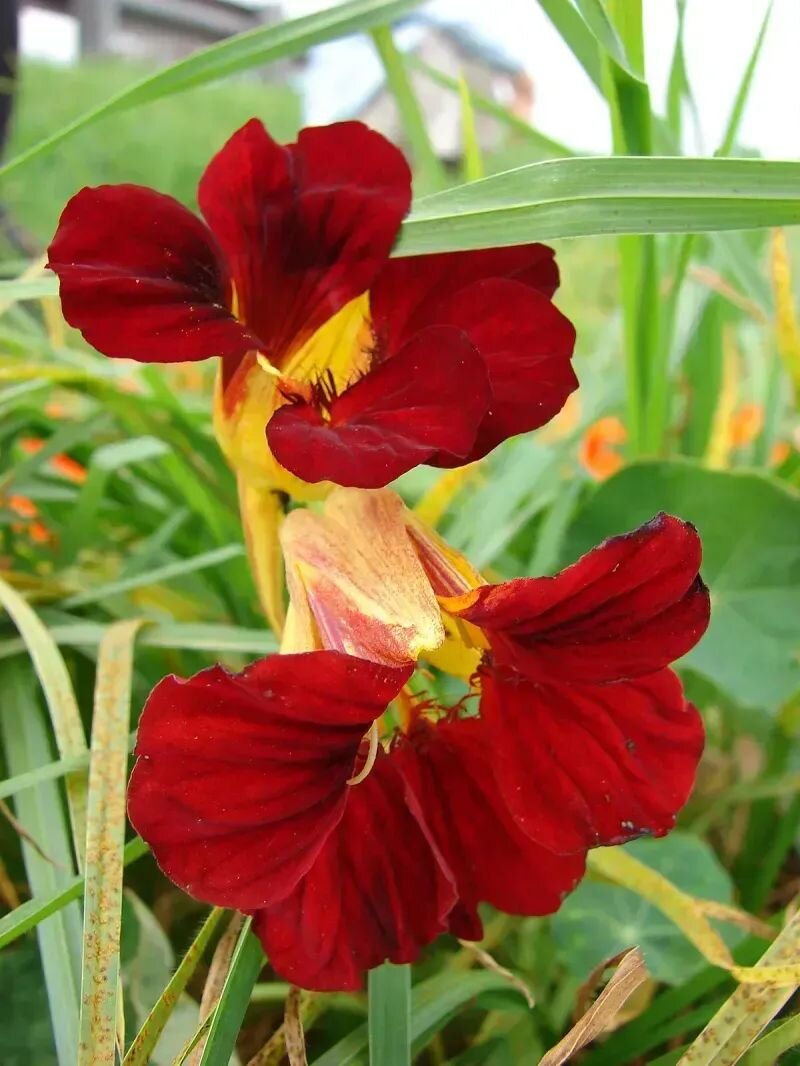 Tropaeolum majus