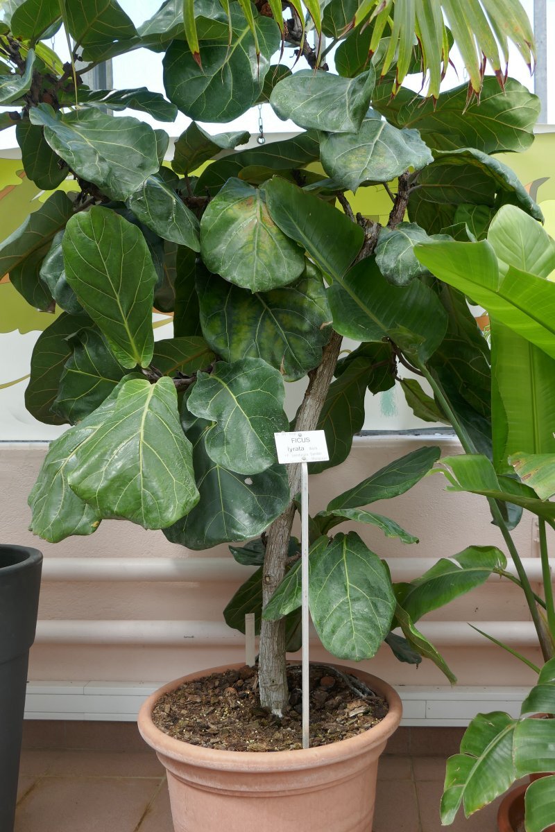 Ficus lyrata Warb.
