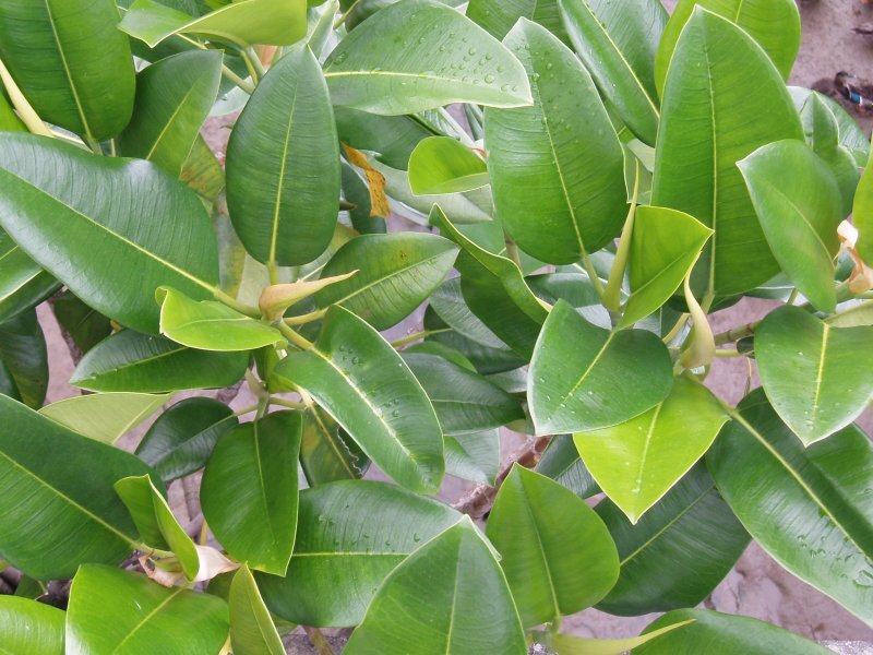 Ficus macrophylla Desf. ex Pers.