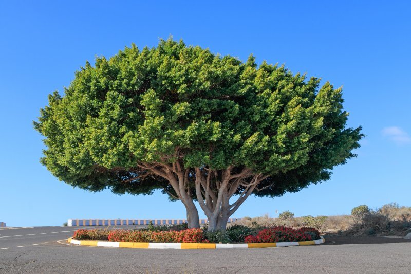 Ficus microcarpa L. F.