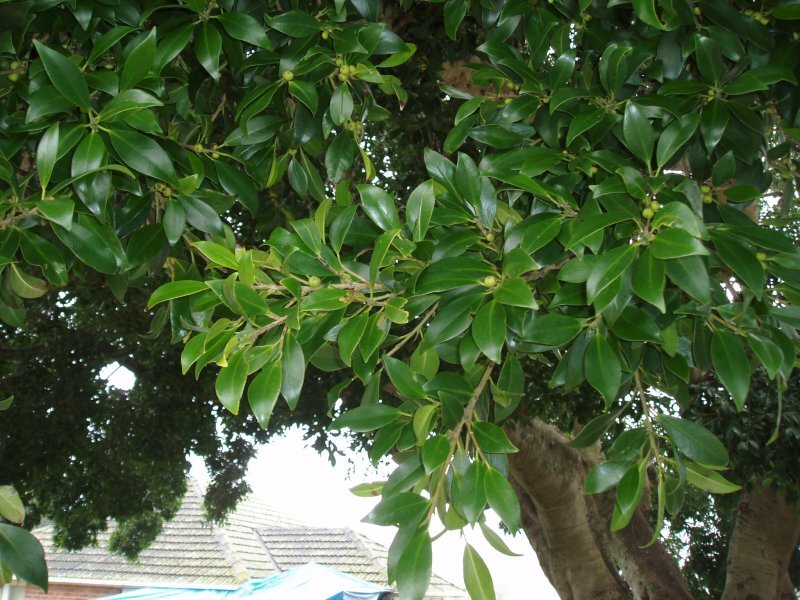 Ficus rubiginosa Desf. ex Vent