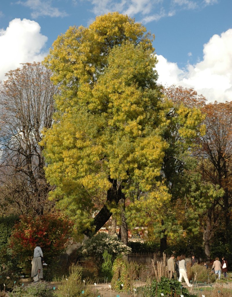 Fraxinus angustifolia Vahl