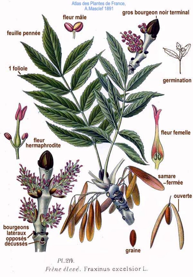 Fraxinus excelsior L