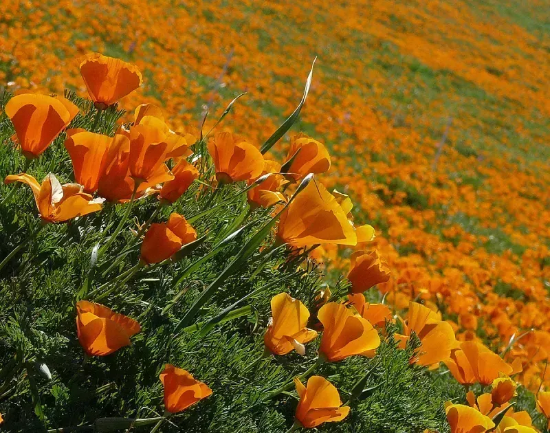 Eschscholzia californica
