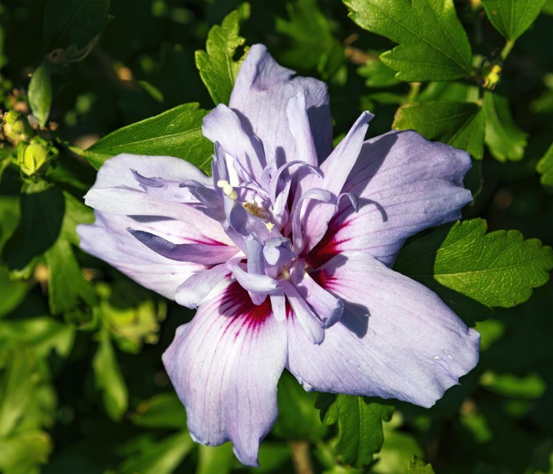 Hibiscus syriacus L