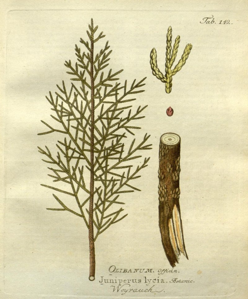 Juniperus phoenicea L