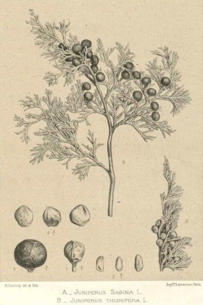 Juniperus thurifera L