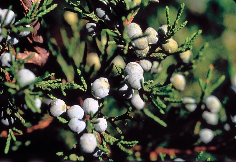 Juniperus virginiana L