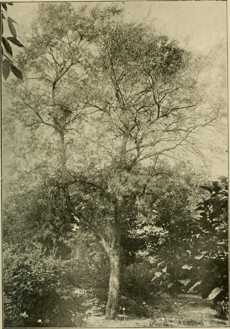 Ligustrum lucidum Ait