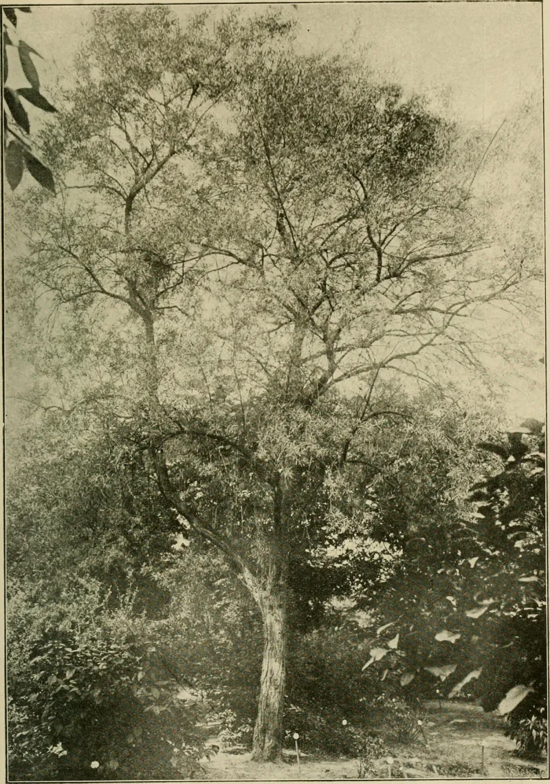 Ligustrum lucidum Ait