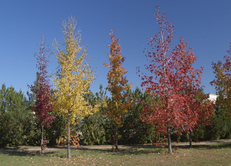 Liquidambar styraciflua L
