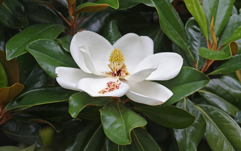 Magnolia grandiflora L