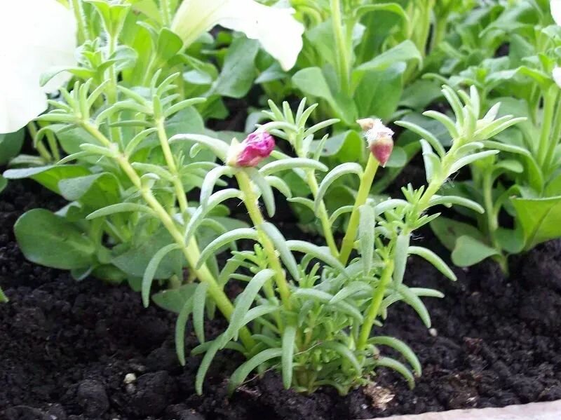 Portulaca grandiflora