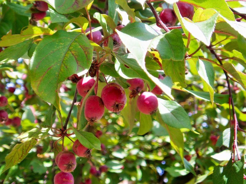 Malus x purpurea