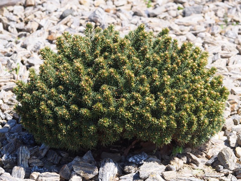 Picea pungens