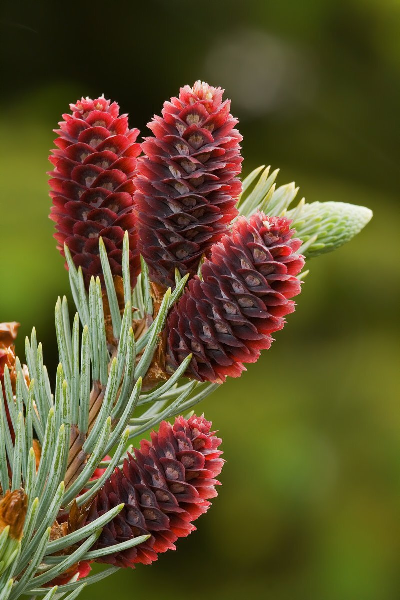 Picea pungens 'Glauca'