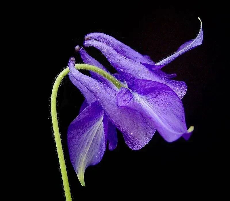 Aquilegia vulgaris
