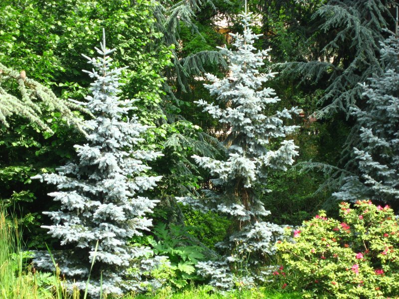 Picea pungens 'Koster'