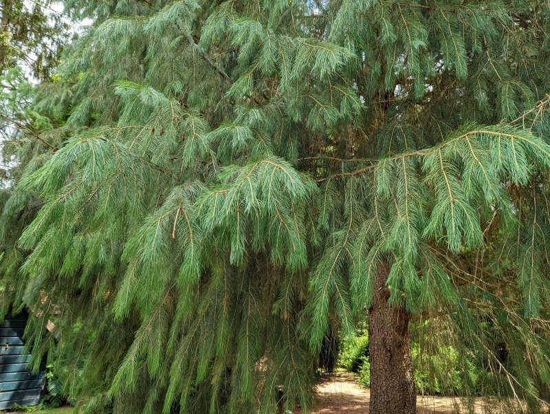 Picea smithiana