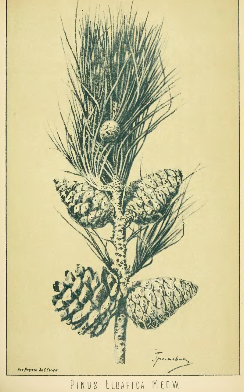 Pinus eldarica Medw