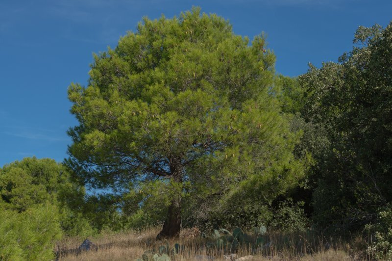 Pinus halepensis