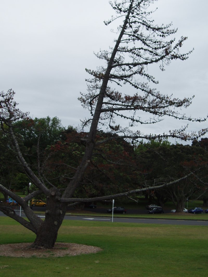 Pinus radiata D. Don.