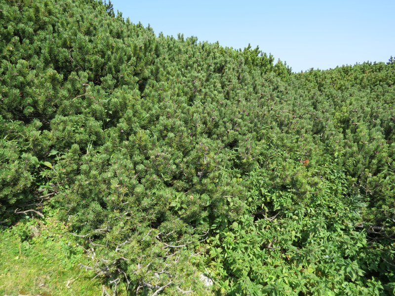 Pinus uncinata Mill