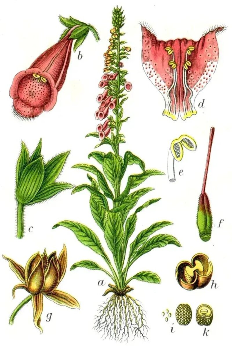 Digitalis purpurea