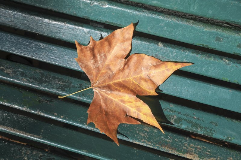 Platanus x hispanica Mill. ex Muenchh.