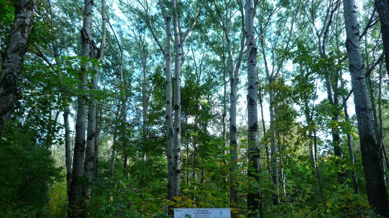 Populus alba 'Bolleana'