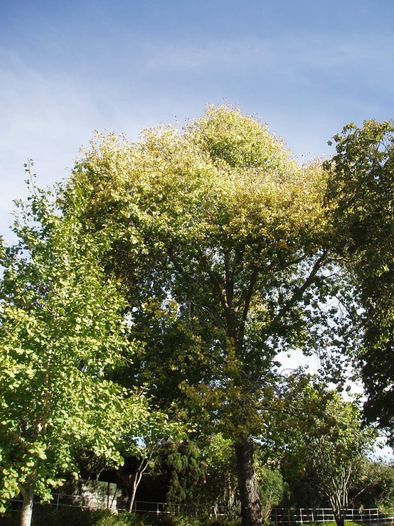 Populus deltoides Marshall
