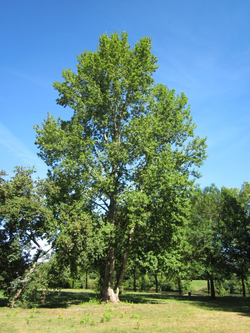 Populus x canescens