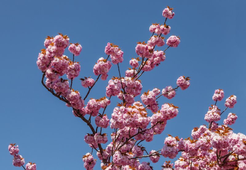 Prunus serrulata Lindl