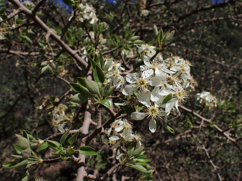 Pyrus bourgaeana Decne