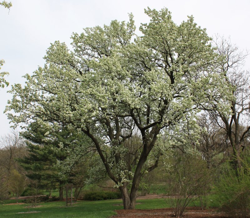 Pyrus calleryana Decne
