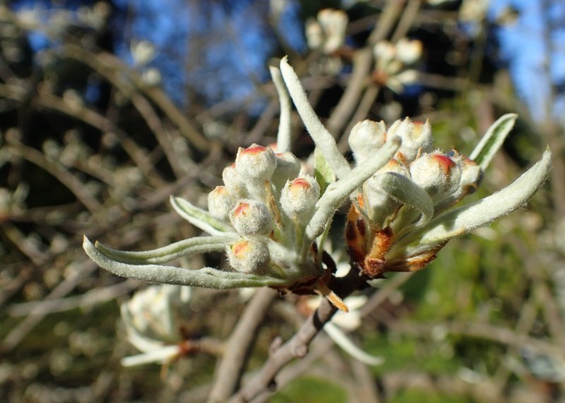 Pyrus salicifolia Pall