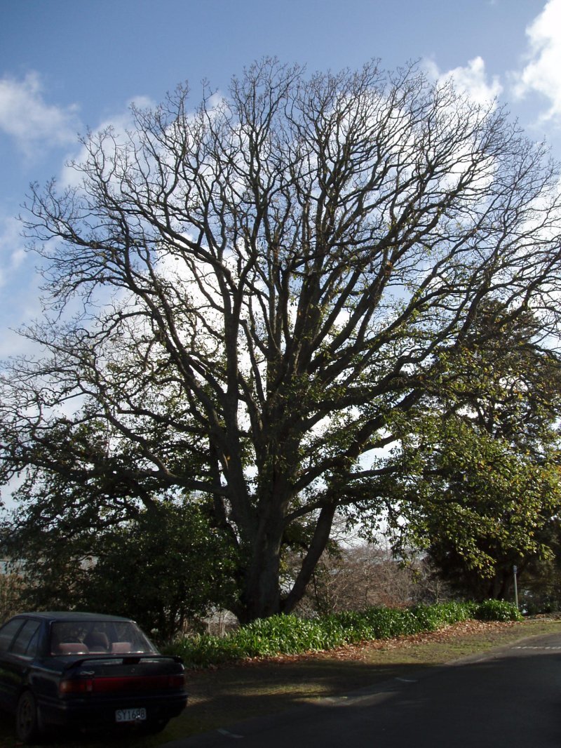 Quercus canariensis Willd