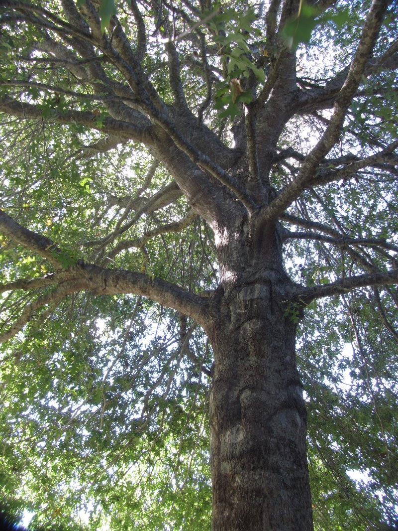 Quercus palustris Muenchh