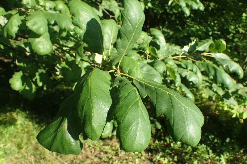 Quercus petraea