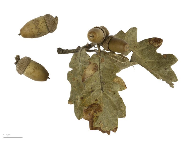 Quercus pubescens Willd